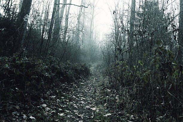 istock footpath of spooky forest with white fog 630017864