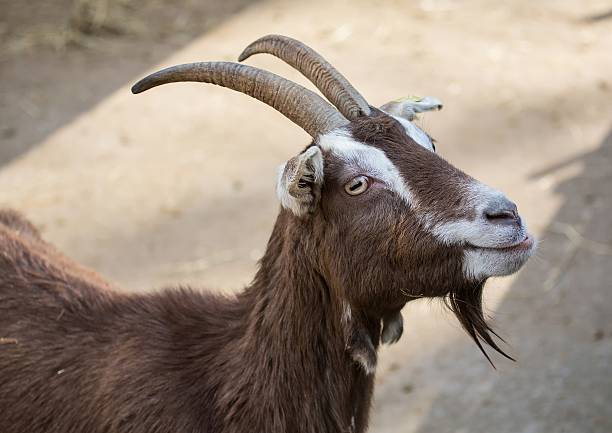 istock Dwarf goat in winter at a german deer park 630018276