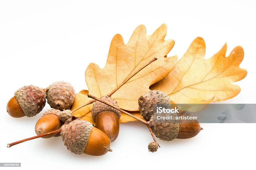 Autumn Acorns with Brown Oak Leaves Acorn Stock Photo