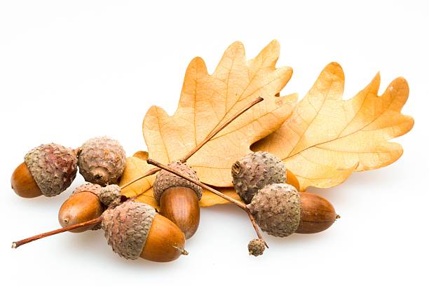 Autumn Acorns with Brown Oak Leaves acorn photos stock pictures, royalty-free photos & images