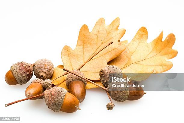 Autumn Stock Photo - Download Image Now - Acorn, Oak Leaf, Leaf