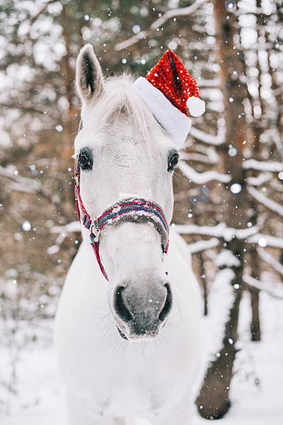 istock Adorable festive white horse wearing Christmas hat 630018904