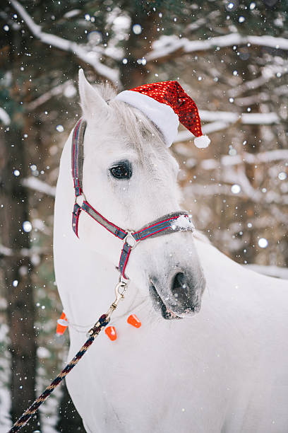 istock Adorable festive white horse wearing Christmas hat 630019018