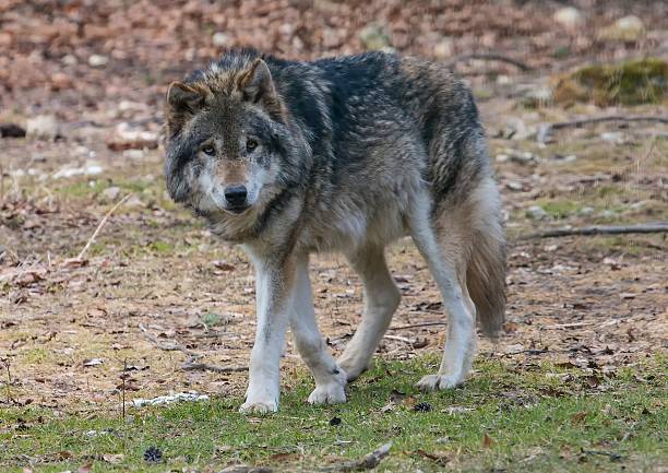istock Wolf (canis lupus) at a german deer park in summer 630019020