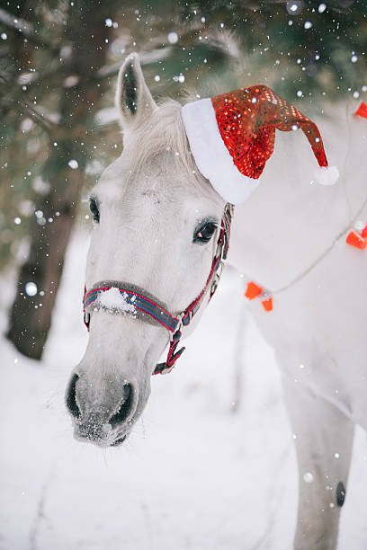 istock Adorable festive white horse wearing Christmas hat 630019098
