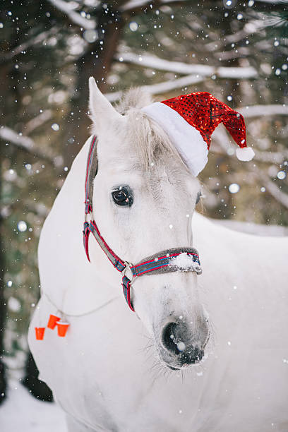 istock Adorable festive white horse wearing Christmas hat 630019164