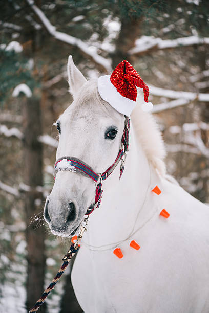 istock Adorable festive white horse wearing Christmas hat 630019254