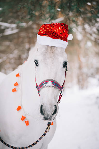 istock Adorable festive white horse wearing Christmas hat 630019430