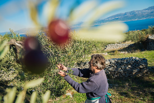 Senior Caucasian man harvesting olives on the Brač island in Croatia, Mediterranean, Europe. He is picking the olives and will throw them into the white bag fastened around his waist. View through the olive tree branches, sunny. The Adriatic sea and the city of Split in the background.  Nikon D800, full frame, XXXL.