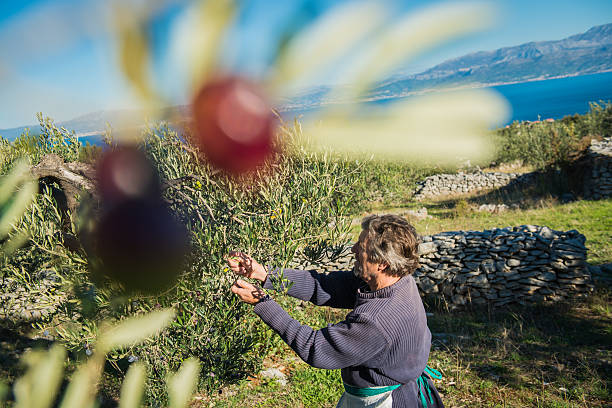 Senior Man Harvesting Olives in Brac, Dalmatia, Croatia, Europe Senior Caucasian man harvesting olives on the Brač island in Croatia, Mediterranean, Europe. He is picking the olives and will throw them into the white bag fastened around his waist. View through the olive tree branches, sunny. The Adriatic sea and the city of Split in the background.  Nikon D800, full frame, XXXL. brac island stock pictures, royalty-free photos & images