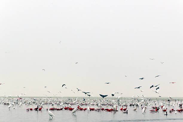 концентрация водоносных птиц на льяносе - waterbirds стоковые фото и изображения