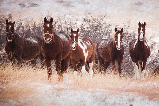 five horses in the snow-covered hills, looking at you