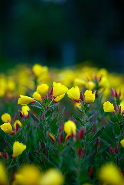 beautiful yellow oenothera on green background in summer day