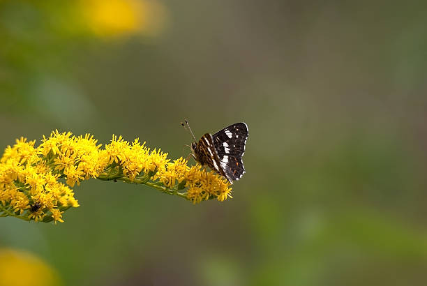 istock Butterfly on flower summer day 630021050