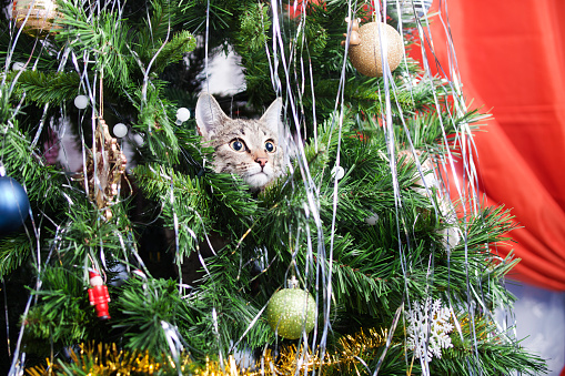 bCat on Christmas tree. Naughty cute kitten. New Year