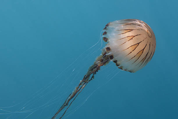 Compass Jellyfish stock photo