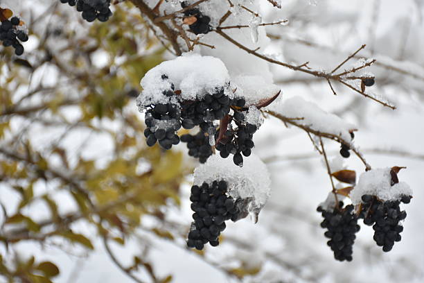 istock Bunch of wild blackberries covered in ice and snow 630022016
