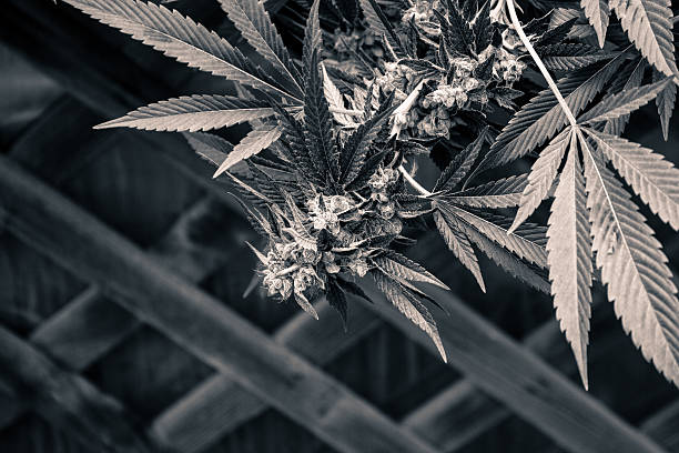 Urban Grow Black and White stock photo