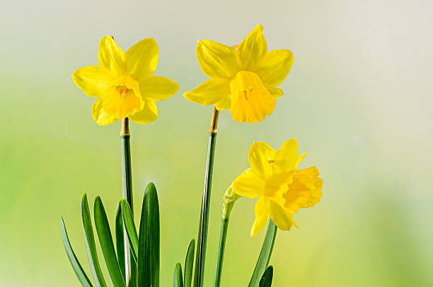 istock Yellow daffodils (narcissus) flowers, close up, bokeh background 630022354