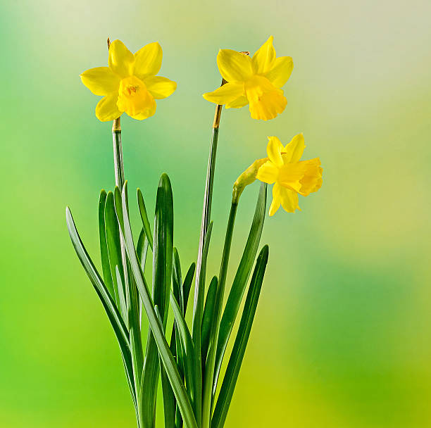 istock Yellow daffodils (narcissus) flowers, close up, bokeh background 630022974