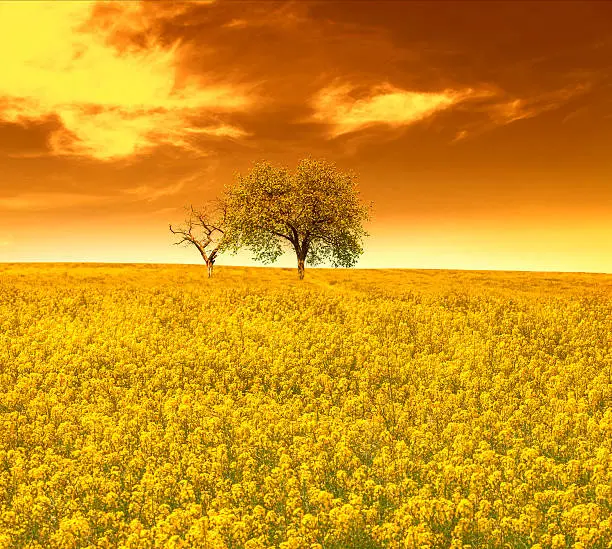Yellow oilseed rape field with trees in sunset sky, orange sky