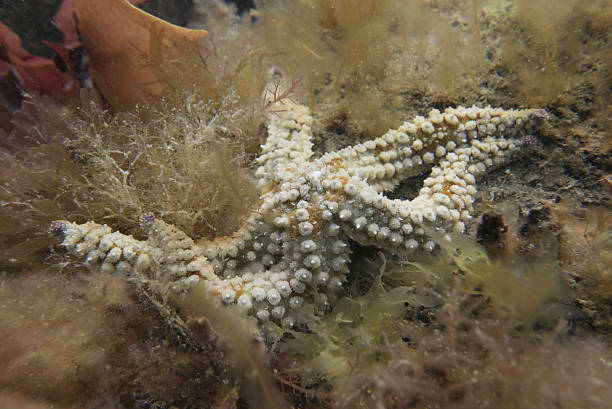 Spiny Starfish stock photo
