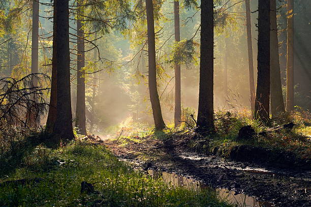 istock beautiful morning light in spruce forest 630024082