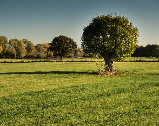 istock old trees on a sunny october morning 630038066