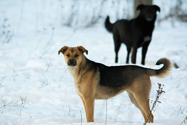 istock Homeless dogs in winter 630038722