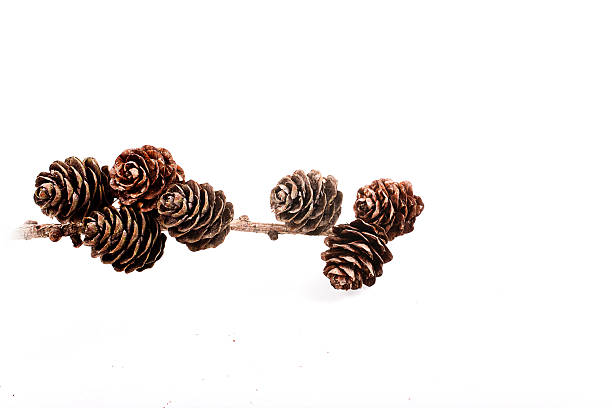 istock Decorative brown twig with cone isolated on a white background 630039030