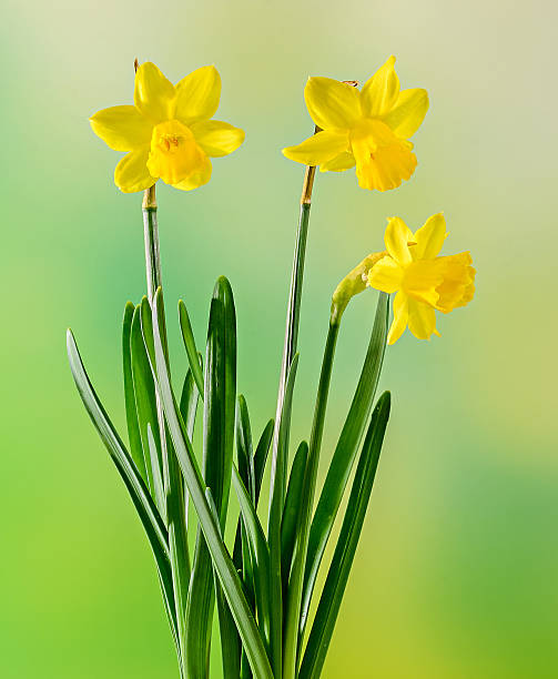 istock Yellow daffodils (narcissus) flowers, close up, bokeh background 630039116
