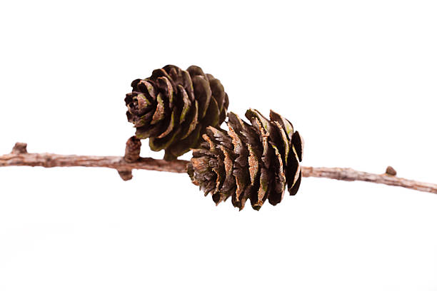 istock Decorative brown twig with cone isolated on a white background 630039134