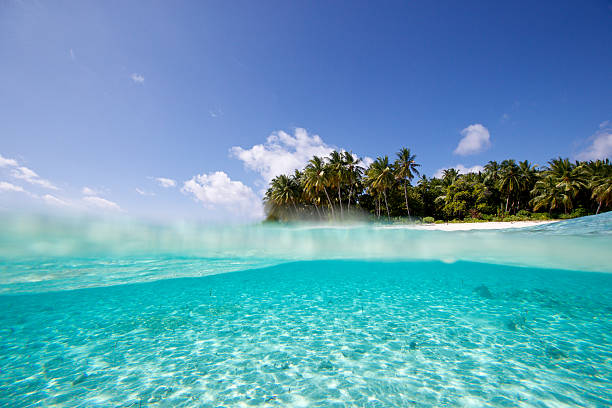 istock Over Under View of a tropical isalnd from the water 630040188