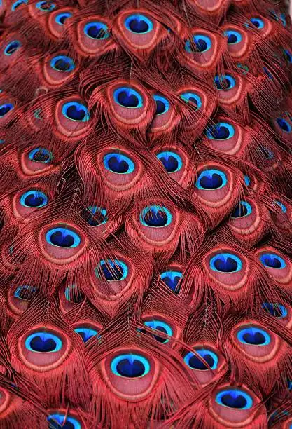 Photo of Red Peacock Feathers
