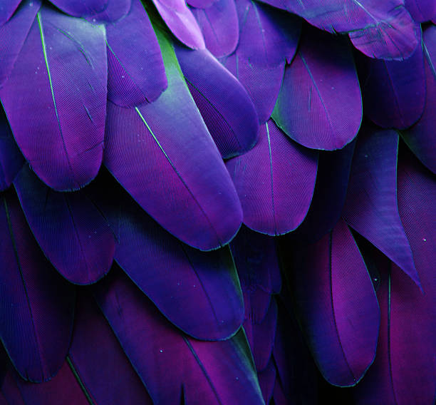 Blue and Purple Feathers stock photo