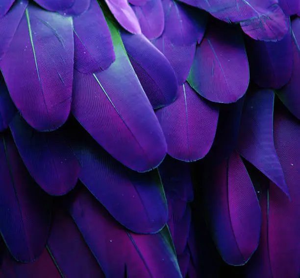 Photo of Blue and Purple Feathers