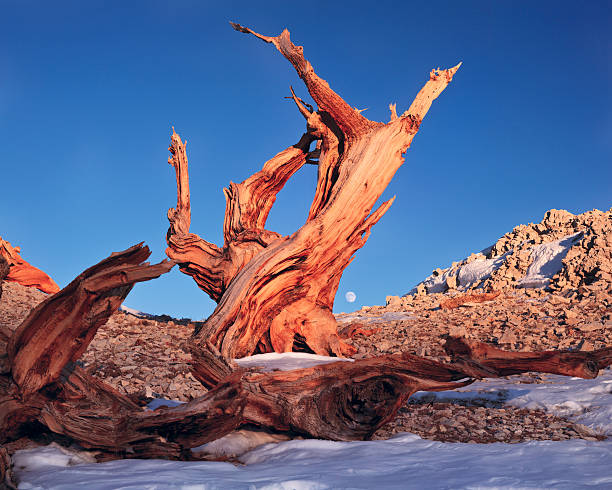 pinheiro-bristlecone nas montanhas brancas - nevada pine tree bristlecone pine snow - fotografias e filmes do acervo