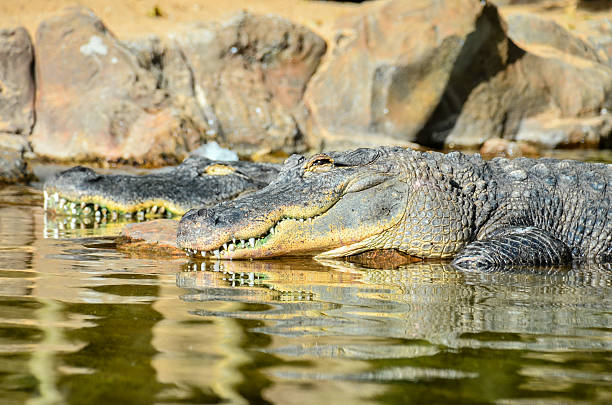istock Amphibian Prehistoric Crocodile 630050358