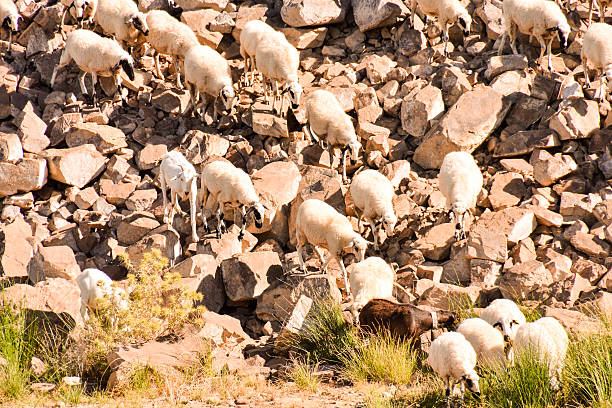 istock flock of sheep 630050382