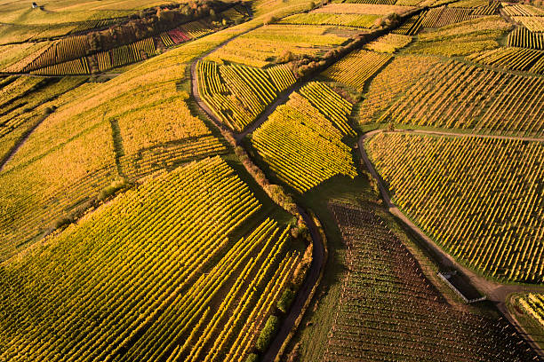 vista aérea de los viñedos otoñal - rheingau fotografías e imágenes de stock