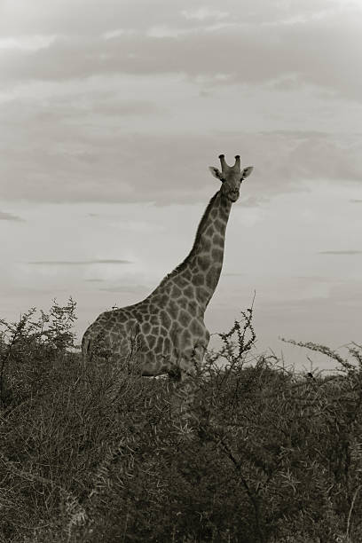 istock giraffe in the bush at sunset against the sky 630053428