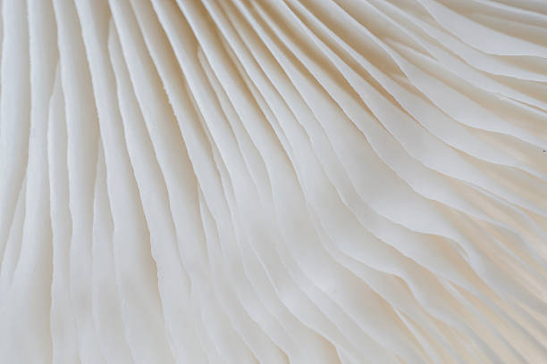 istock abstract background macro of Sajor-caju Mushroom 630054402