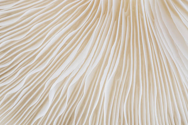 istock abstract background macro of Sajor-caju Mushroom 630054450
