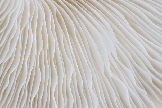 istock abstract background macro of Sajor-caju Mushroom 630054490