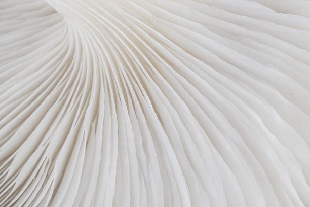 istock abstract background macro of Sajor-caju Mushroom 630065324