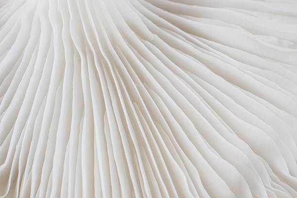 istock abstract background macro of Sajor-caju Mushroom 630065358