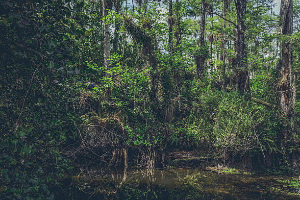 istock Everglades swamp greenery landscape with tall trees 630065366