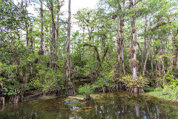 istock Everglades swamp greenery landscape 630065458