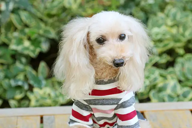 Dog, Toy Poodle