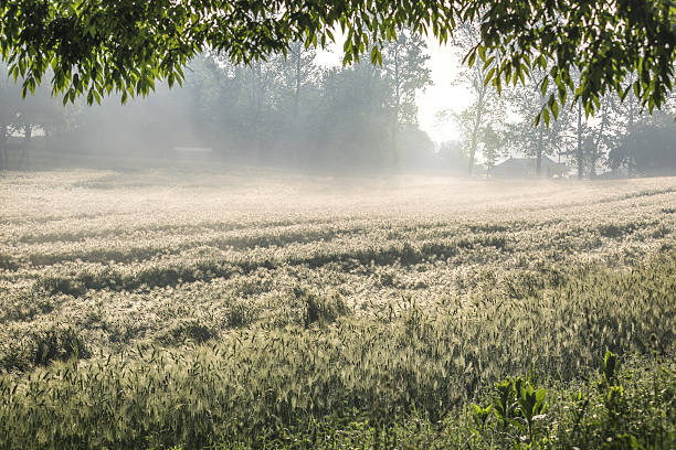 istock Smoky blue barley field 630065620